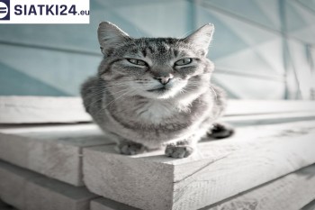 Siatki Sierpc - Siatka na balkony dla kota i zabezpieczenie dzieci dla terenów Sierpca